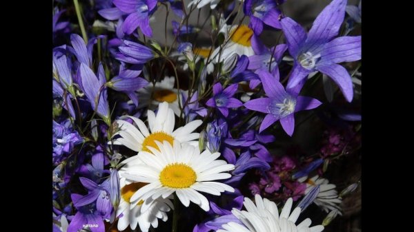 кампанула васильковая