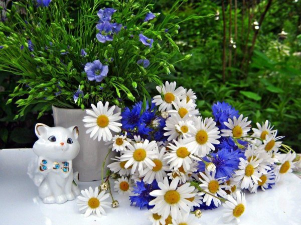 ромашки с васильками