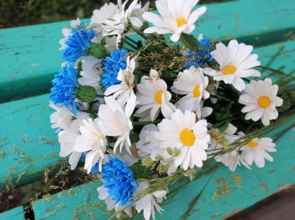 ромашки и васильки