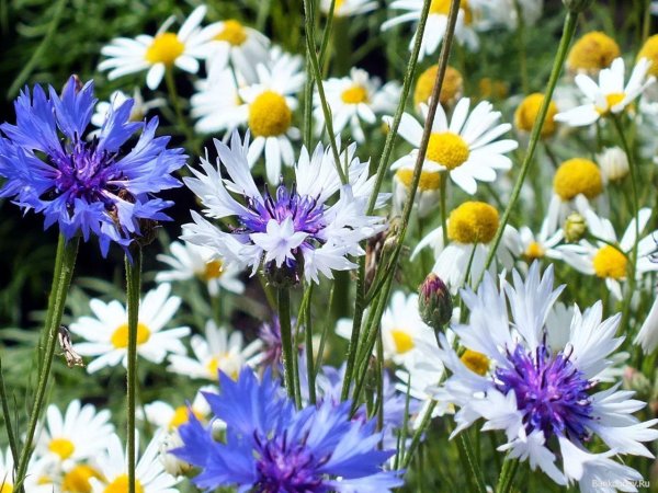 ромашка василек