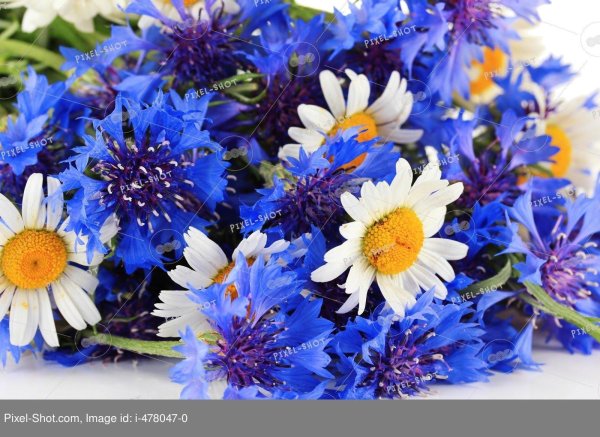 василёк первичногерберов