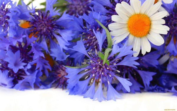 василёк первичногерберов