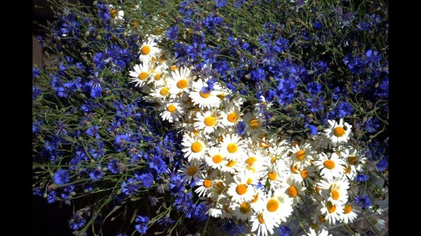 ромашка лютик василек