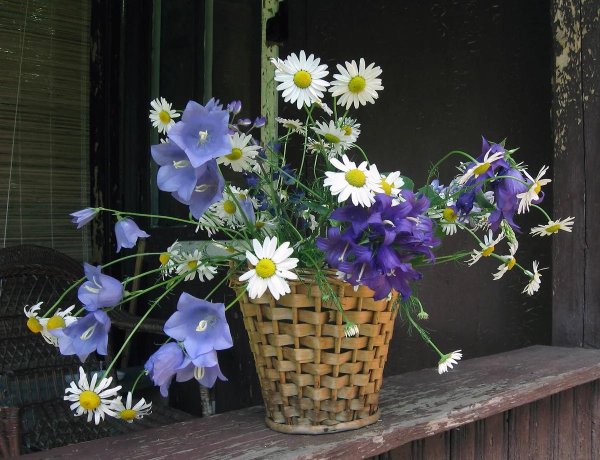 кампанула васильковая