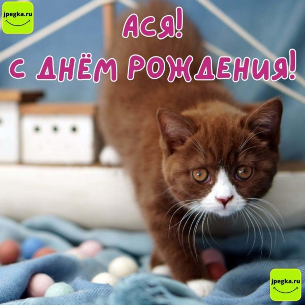 шоколадный биколор британец