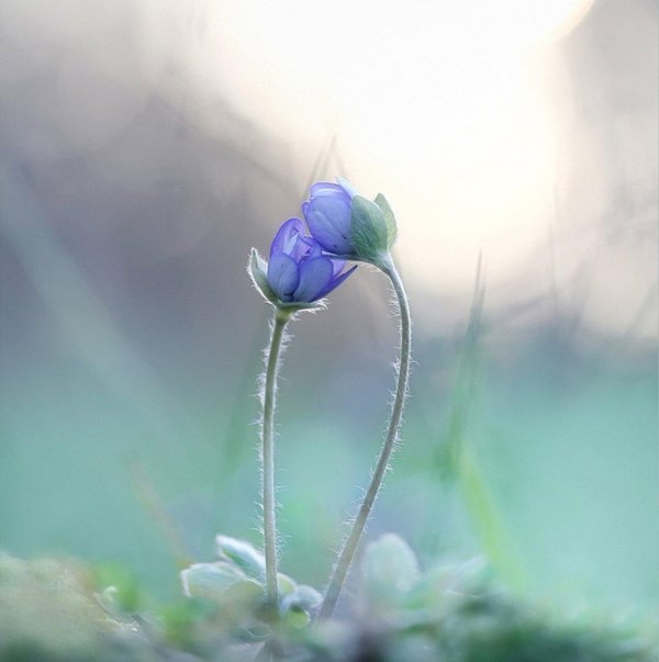 дикие цветы