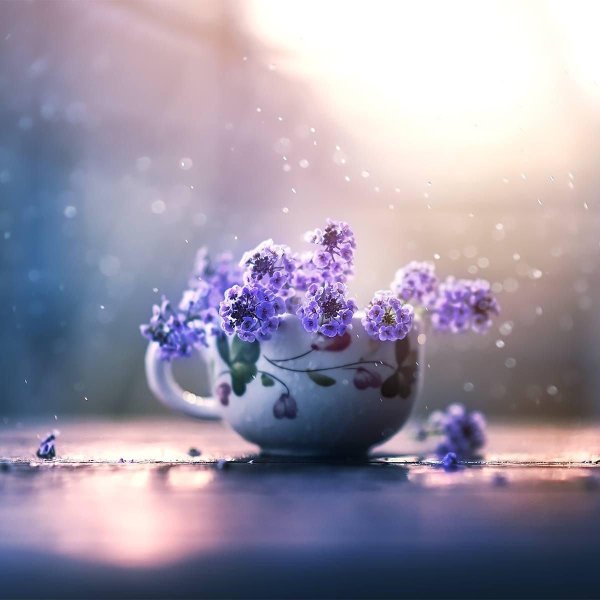 фиолетовые цветки