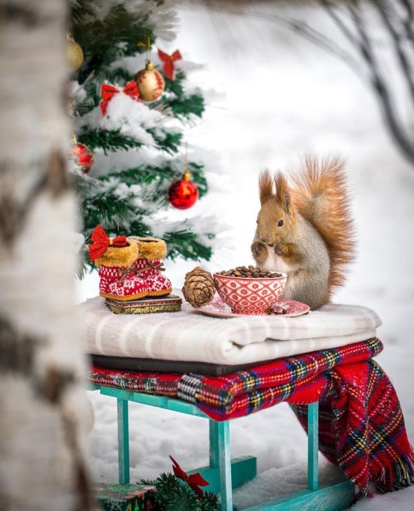 новогодние белки