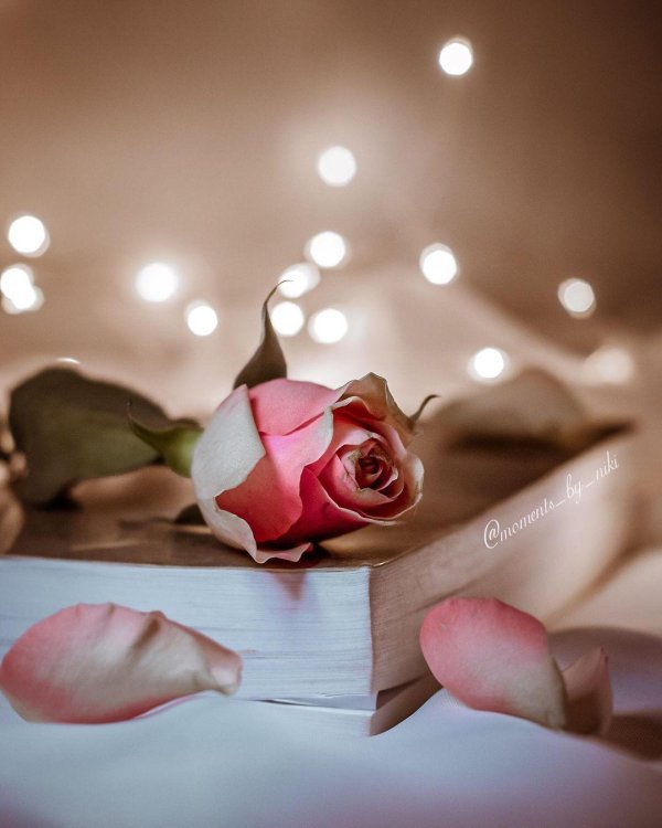 розовая роза