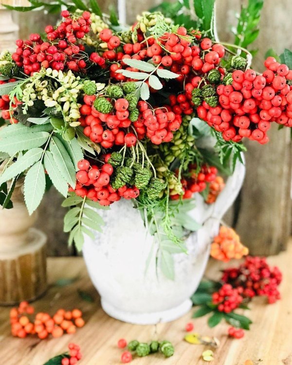 рябина калина