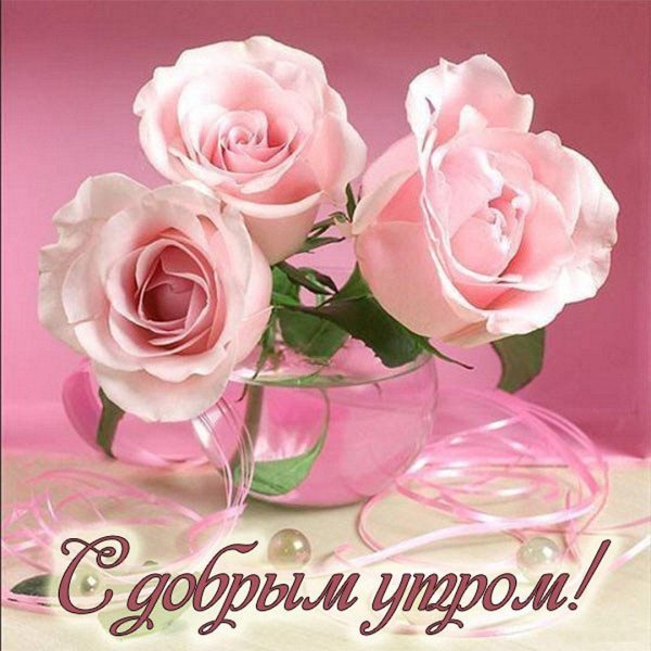 красивые утренние розы
