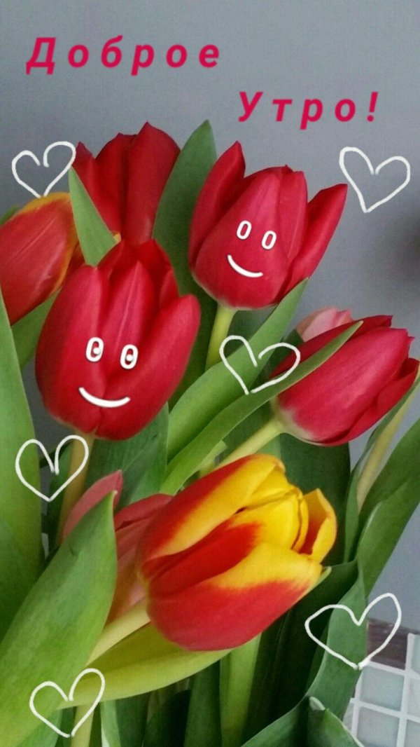 доброе утро тюльпаны