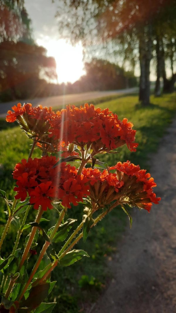 лихнис халцедонский зорька