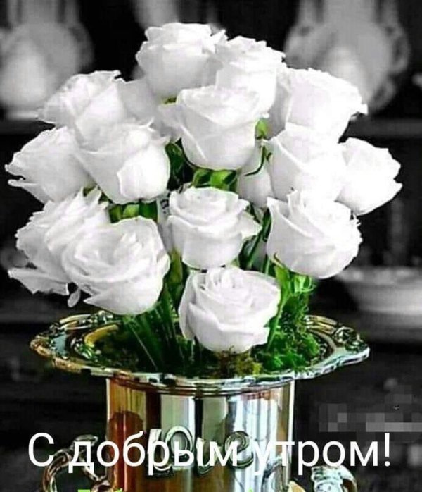 роза с добрым утром