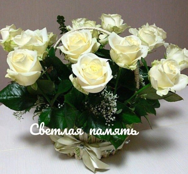 роза чайногибридная аваланш