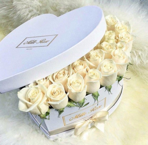 роза чайногибридная аваланш