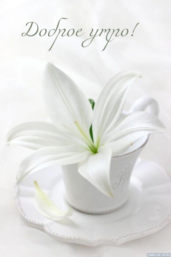 белая лилия