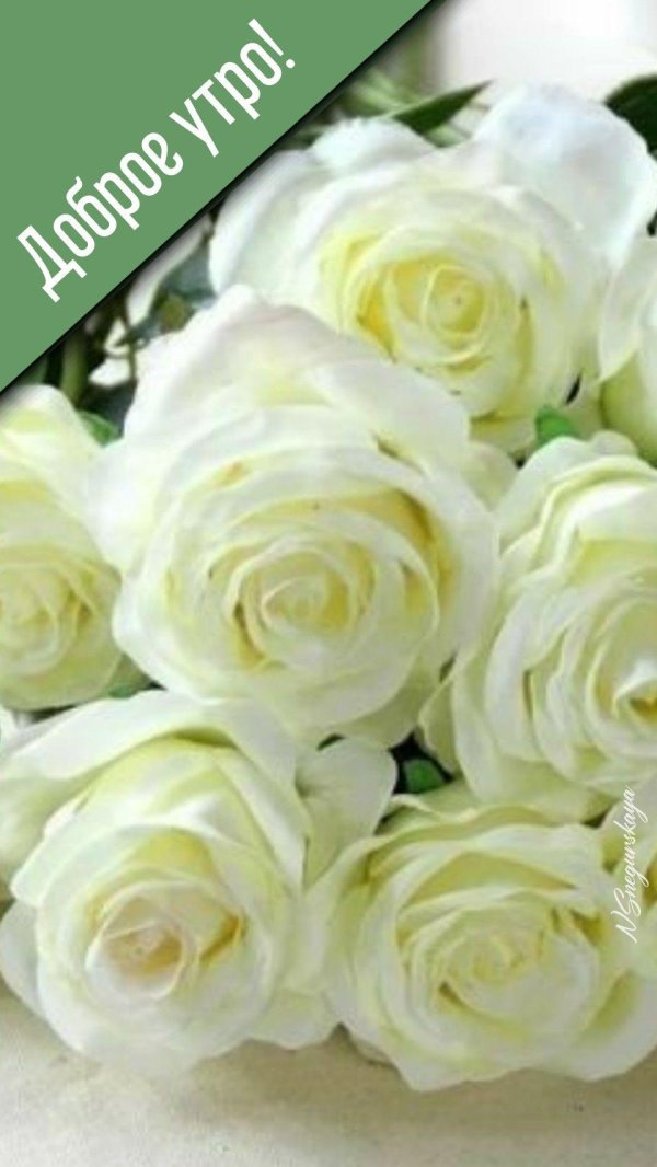 роза мондиаль