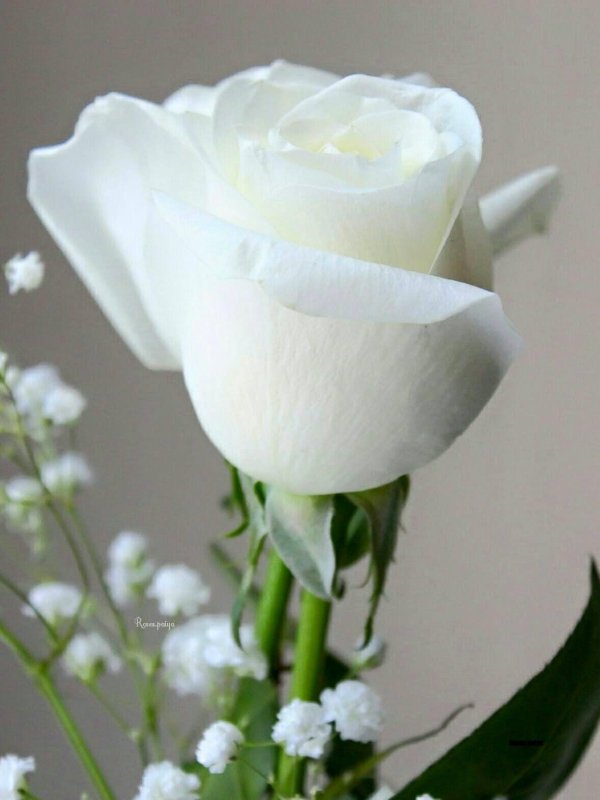 роза прауд эквадор