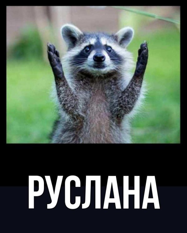 смешной енот