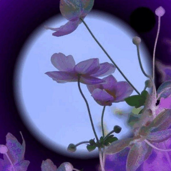 анемон ветреница