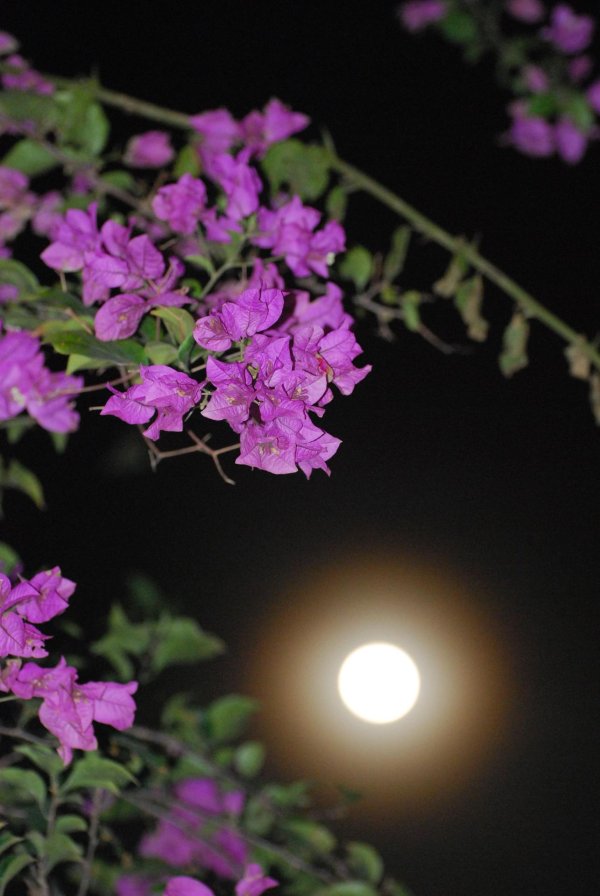 цветочное полнолуние