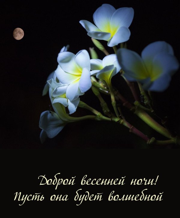 ночной цветок луноцвет