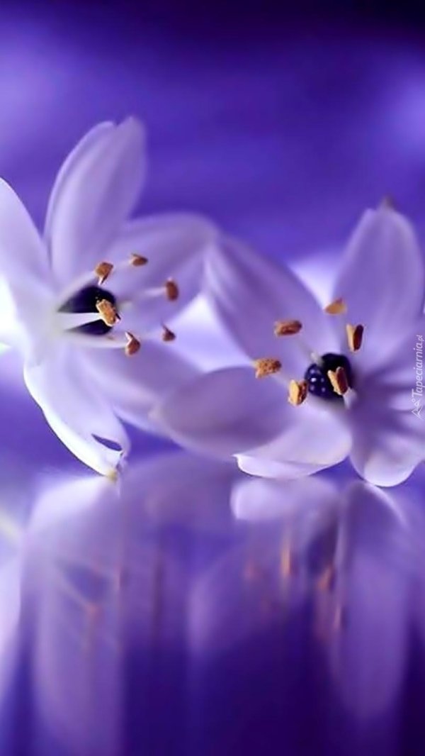 фиолетовые цветки