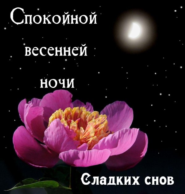 спокойной ночи пионы