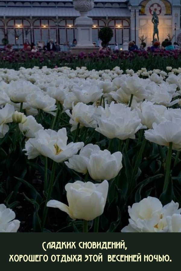 тюльпан белый