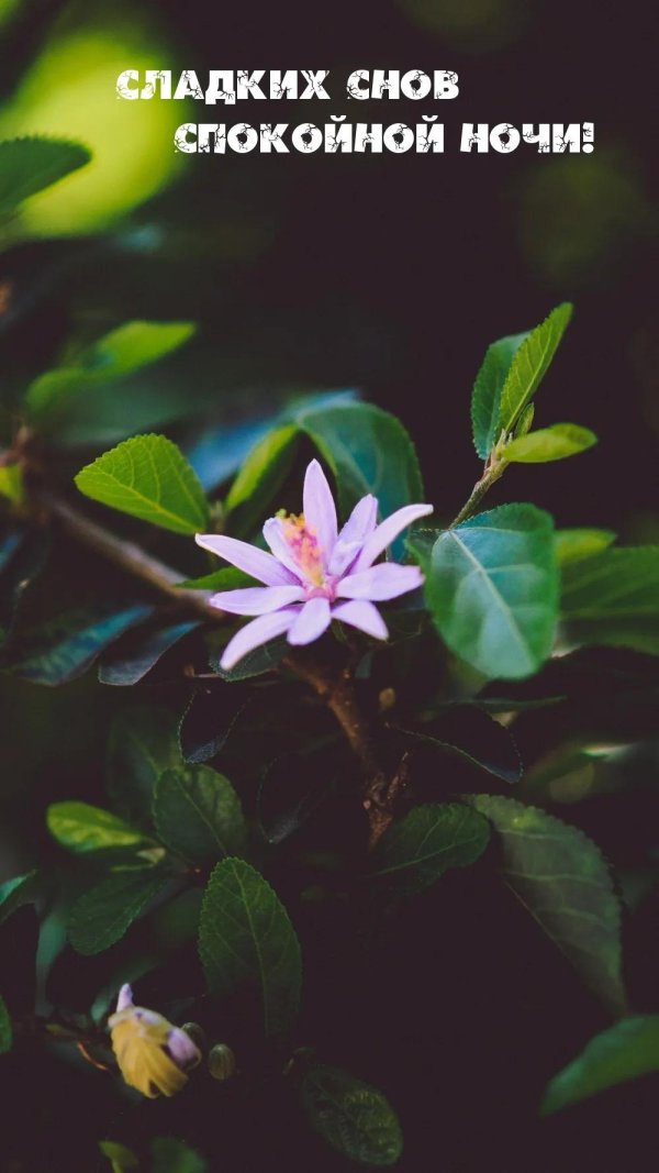 приятных сновидений
