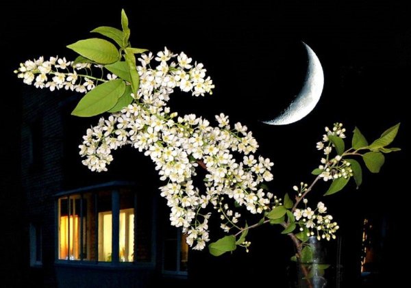 расцвела черёмуха