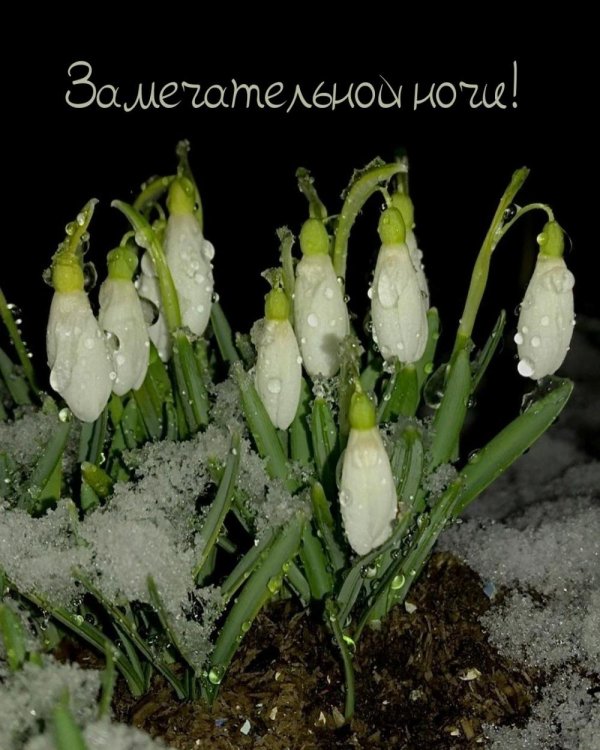 подснежники открытка