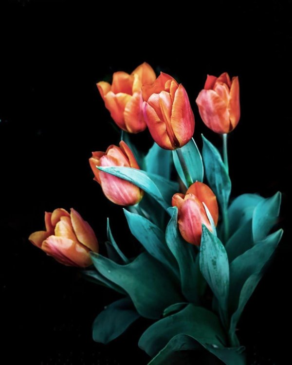 тюльпаны на темном фоне