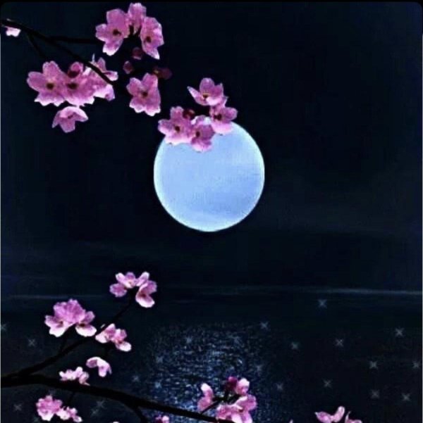 сакура ночью