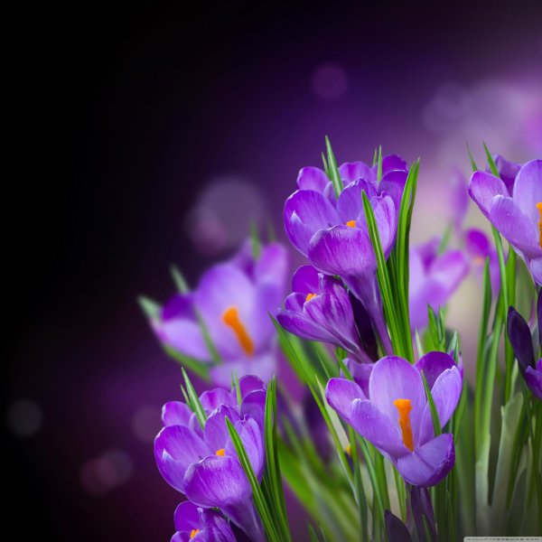 крокусы сиреневые