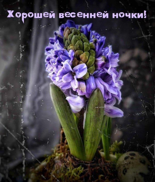 Спокойной весенней ночи с цветами