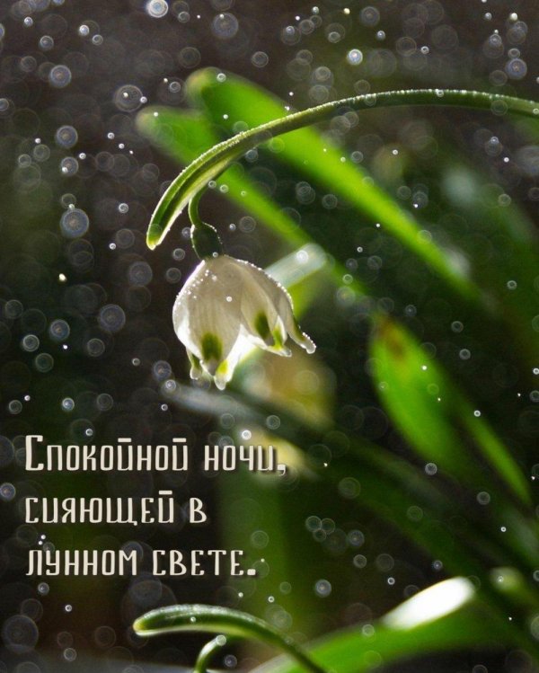 спокойной ночи венера