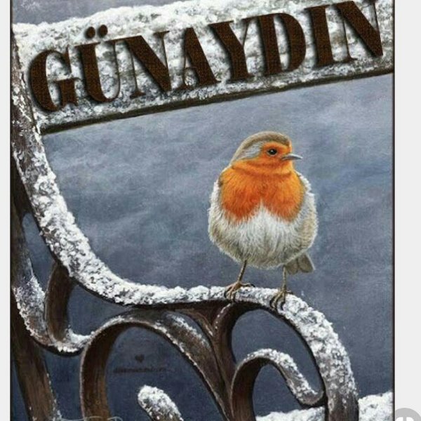 зарянка малиновка