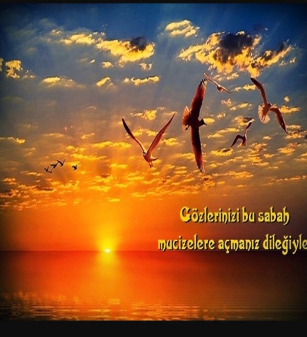 море закат птицы