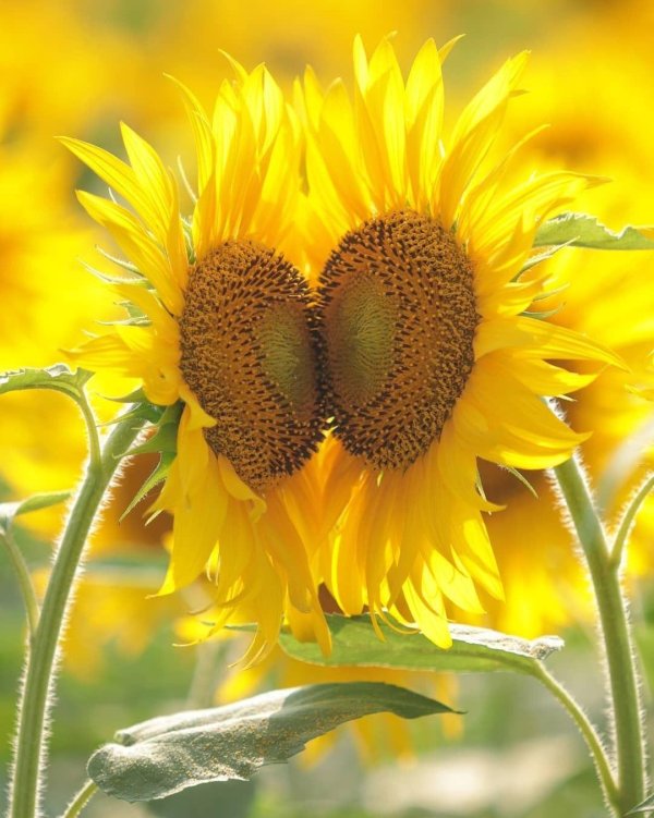 цветок подсолнечника