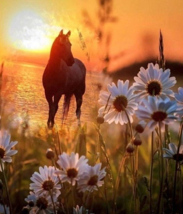 ромашка на закате