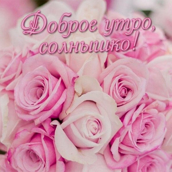 роза розовая