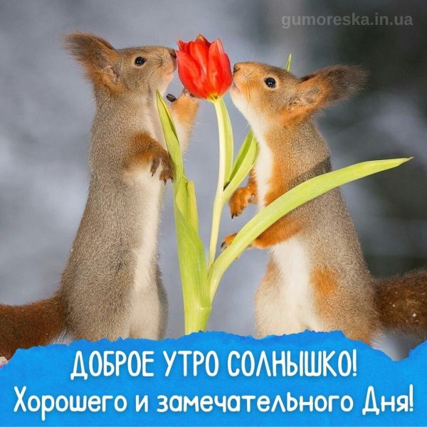 весенняя белка