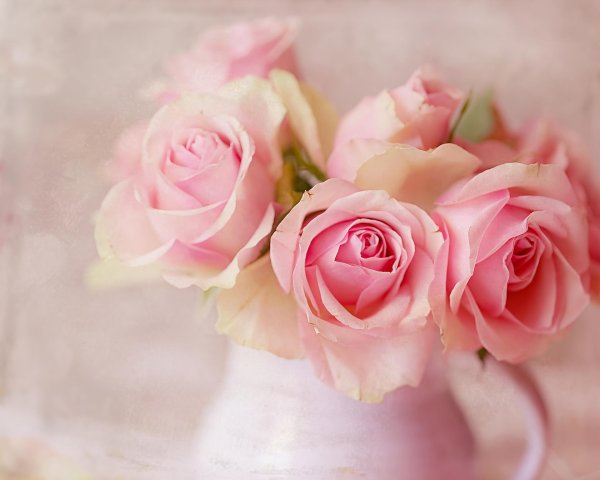 роза нежная