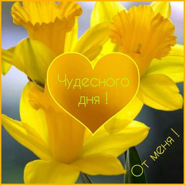 чудесного дня