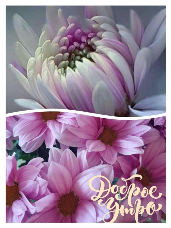 доброе утро красивые цветы