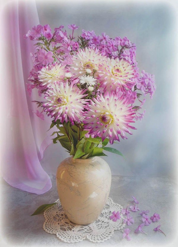 георгины фотонатюрморты