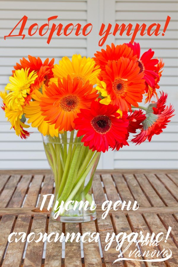 доброе утро герберы