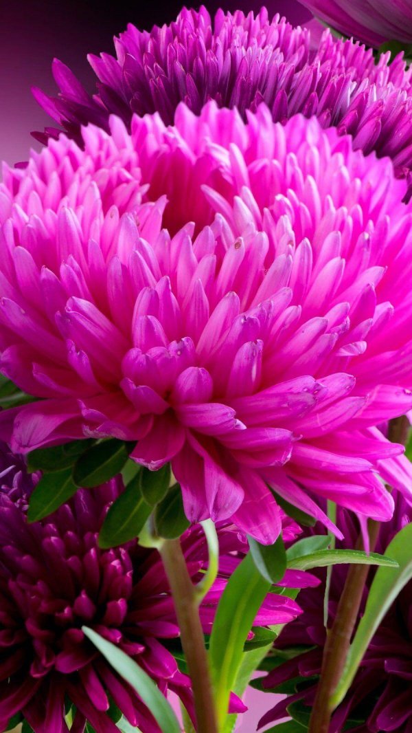 астра коготковая камео